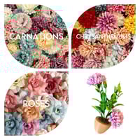 Image 9 of Pot Plants