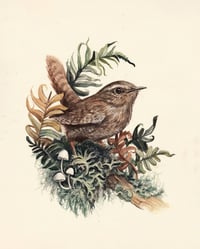 Pacific Wren With Lichen