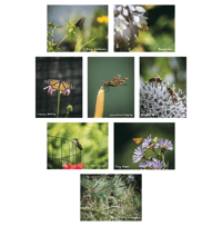 Image 3 of Postcard Sets