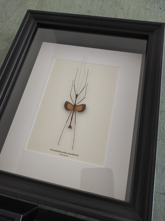 Image of Pseudodiacantha macklottii