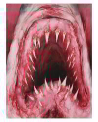 shark one (8x10, 11x14, 13x16 inches) fine art print