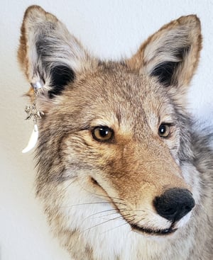 Image of Coyote Tooth and Charm Ear Cuff