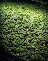 Salvinia floating plants