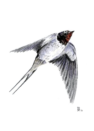 Cartes postales</br>"Oiseaux de nos jardins"