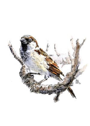 Cartes postales</br>"Oiseaux de nos jardins"