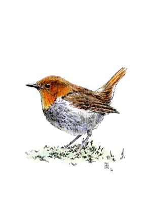 Cartes postales</br>"Oiseaux de nos jardins"