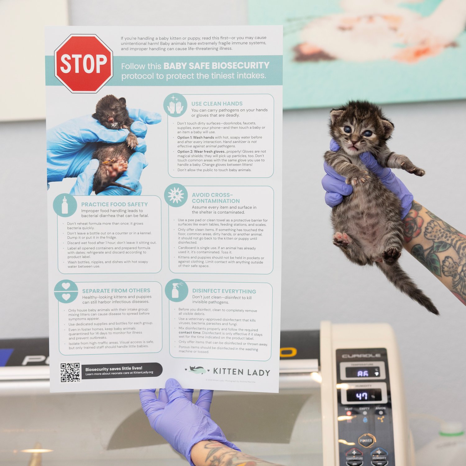 Image of Kitten Biosecurity 11x17 Poster