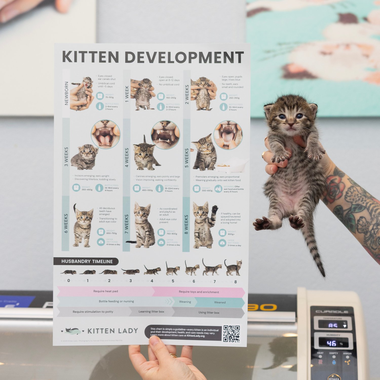 Image of Kitten Development 11x17 Poster