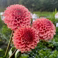 Coral Sea, Grower 5 Pak