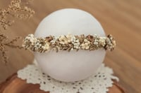 Newborn/Sitter Halo 286