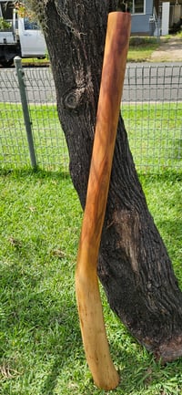 Image 1 of The "Rhythm Master" Mallee