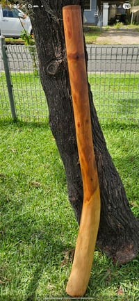 Image 2 of The "Rhythm Master" Mallee