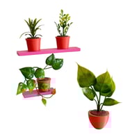 Image 2 of Apartment Therapy - Plants