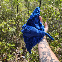 Image 2 of Tiny Manta Ray!