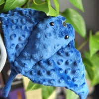 Image 1 of Tiny Manta Ray!