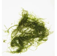 Taxiphyllum barbieri (Java moss)