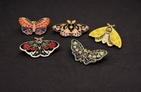 Twilight Garden Moths