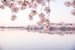 Image of DC Cherry Blossom Mini Sessions -  Tidal Basin,  Washington DC March 2026