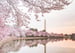 Image of DC Cherry Blossom Mini Sessions -  Tidal Basin,  Washington DC March 2026