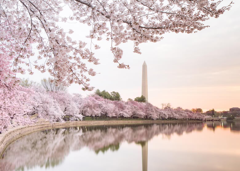Image of DC Cherry Blossom Mini Sessions -  Tidal Basin,  Washington DC March 2026
