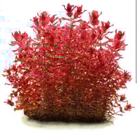 Rotala macrandra