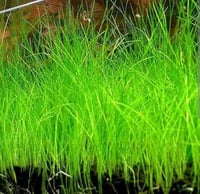 Elocharis acicularis (dwarf hairgrass)