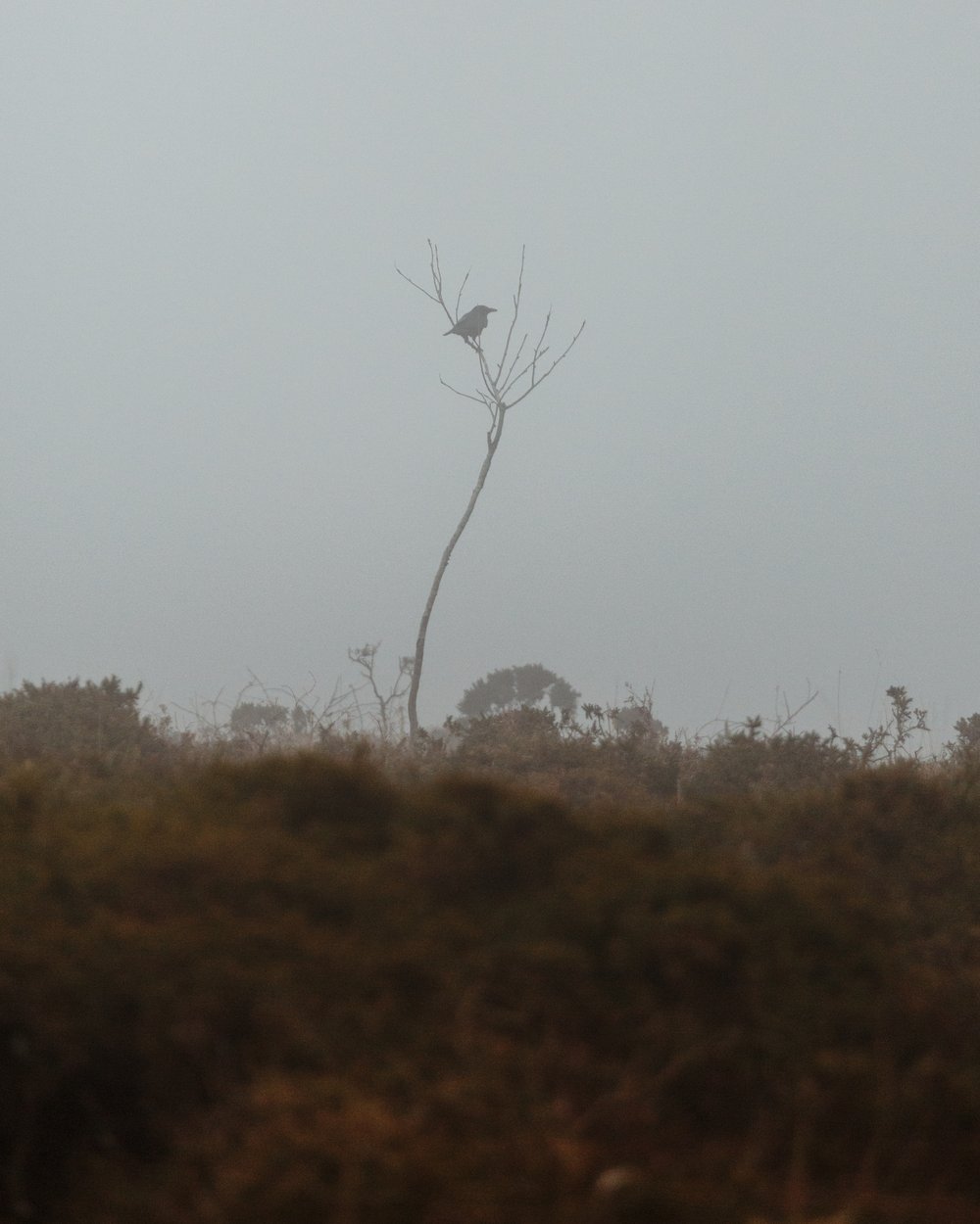 Image of Palmer by Design