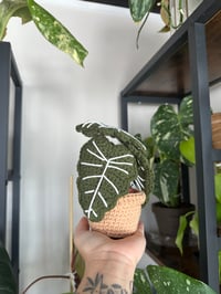 Image 1 of Crochet Alocasia Frydek 