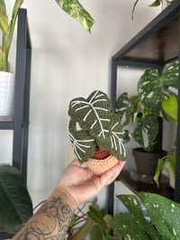 Image 2 of Crochet Alocasia Frydek 