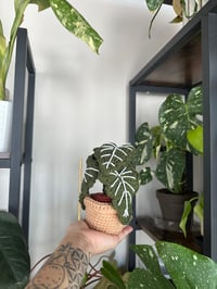 Image 3 of Crochet Alocasia Frydek 