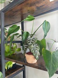 Image 4 of Crochet Alocasia Frydek 