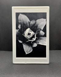 Image 2 of Growthrings - live at Vibra Berlin 2025 (V55)