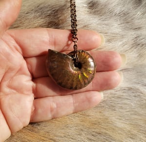 Image of Ammonite Fossil Necklace