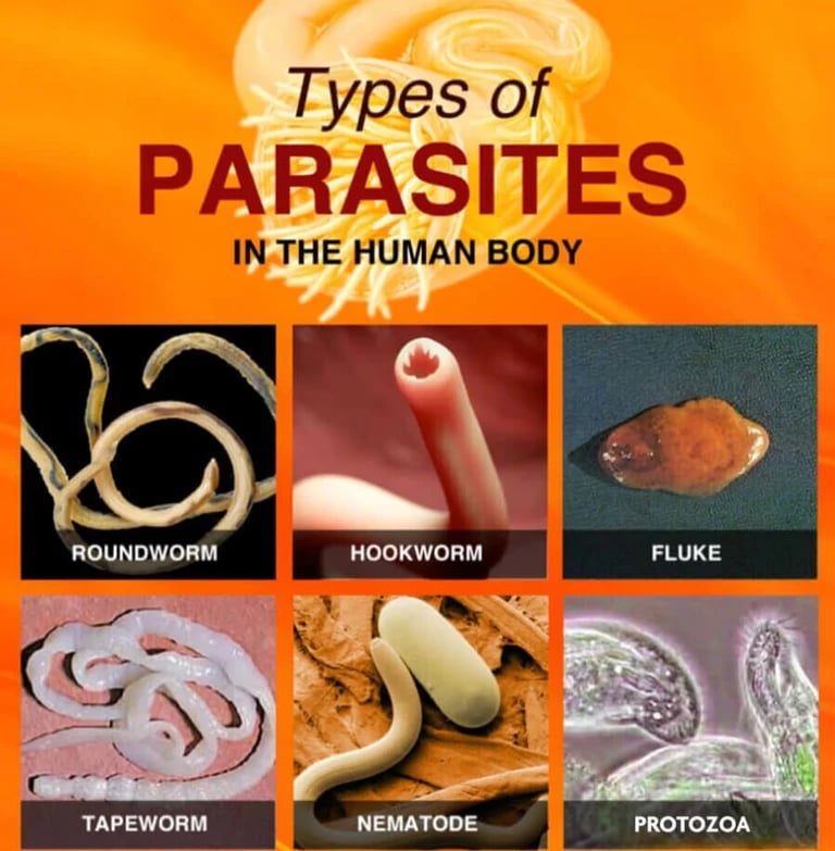 CULINARY HERBAL TEAS. BAY LEAF. ROSEMARY. THYME. PARSLEY. PLANTAIN LEAF. TULSI BASIL.