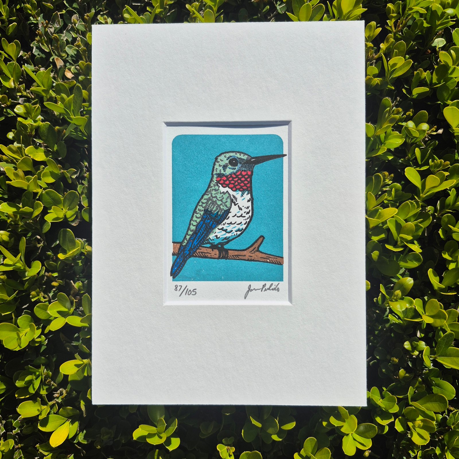 Hummingbird- Blue Limited Edition Gocco Screenprint ACEO | Artwork