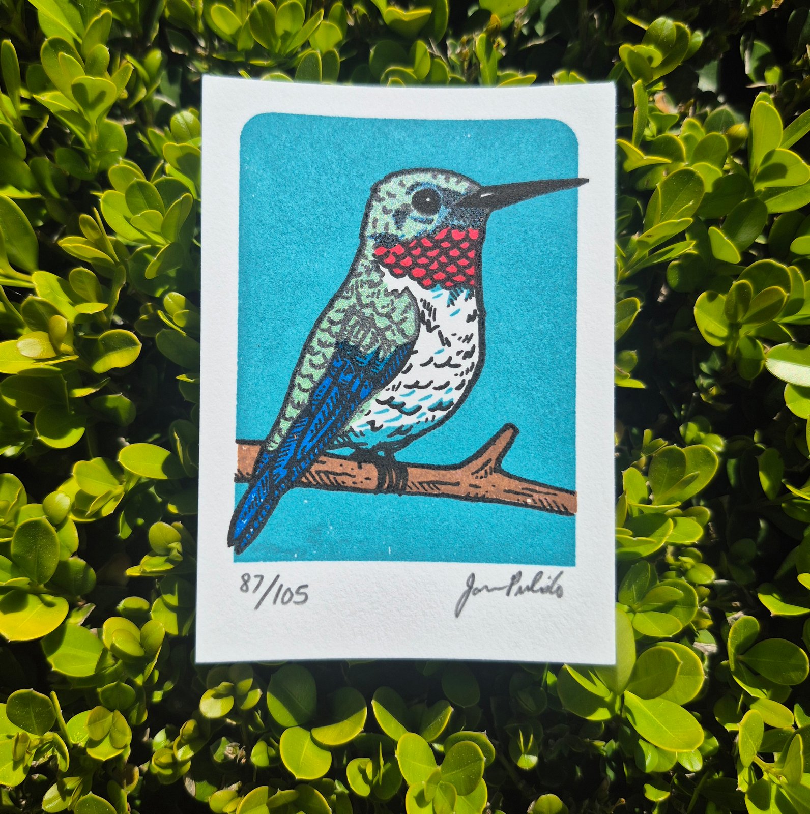 Hummingbird- Blue Limited Edition Gocco Screenprint ACEO | Artwork