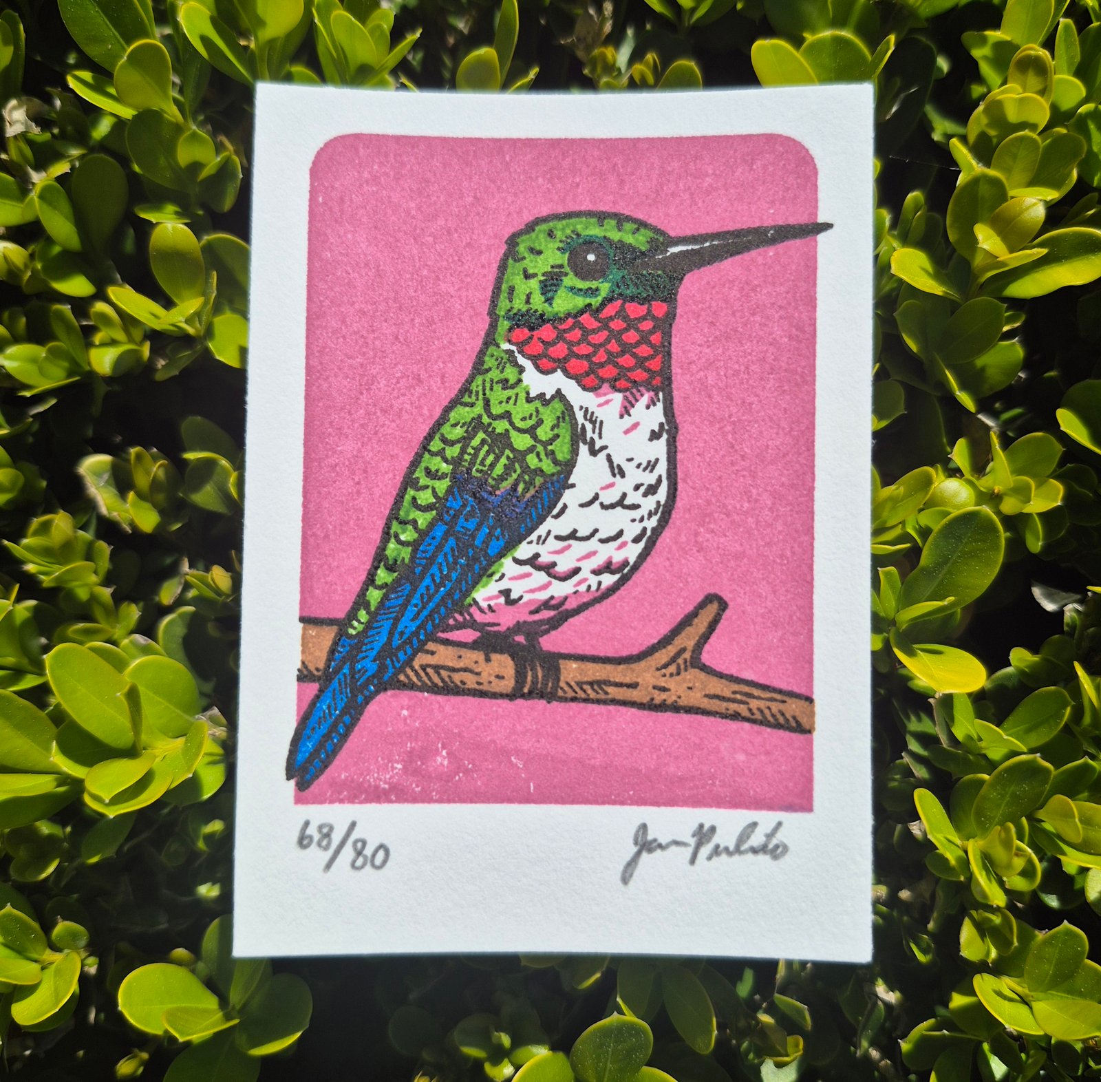 Hummingbird- Rose Limited Edition Gocco Screenprint ACEO | Artwork