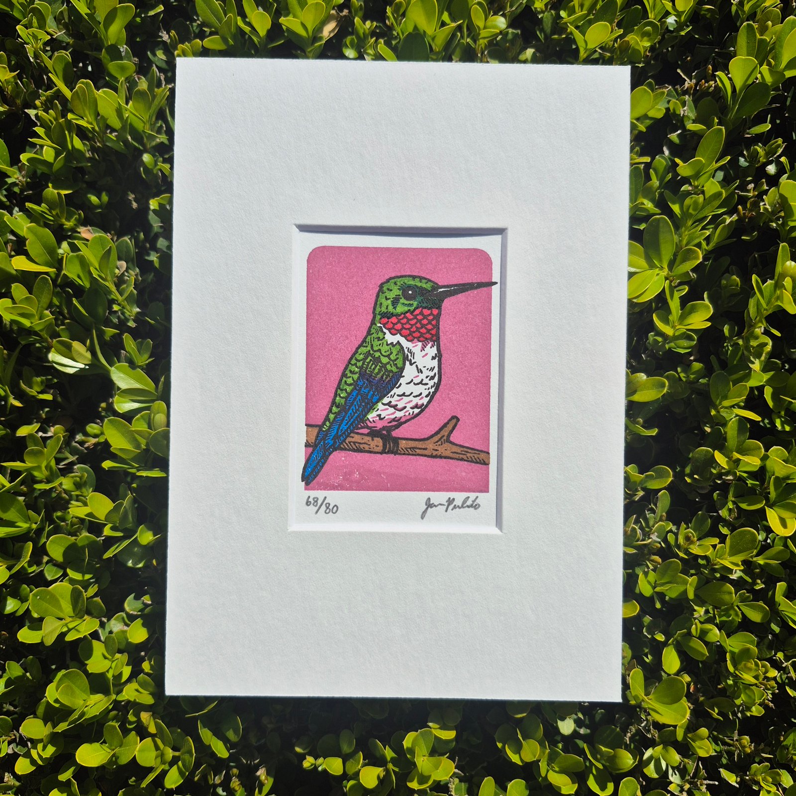 Hummingbird- Rose Limited Edition Gocco Screenprint ACEO | Artwork