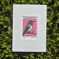 Image 4 of Hummingbird- Rose Limited Edition Gocco Screenprint ACEO