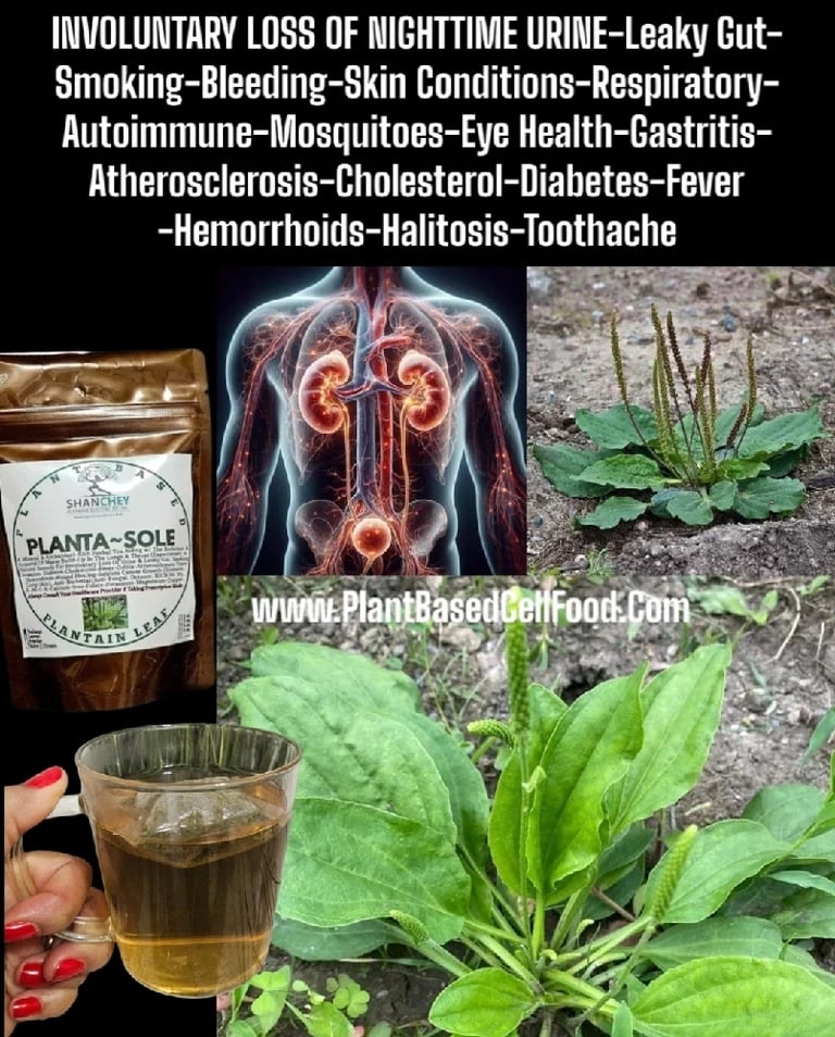 CULINARY HERBAL TEAS. BAY LEAF. ROSEMARY. THYME. PARSLEY. PLANTAIN LEAF. TULSI BASIL.