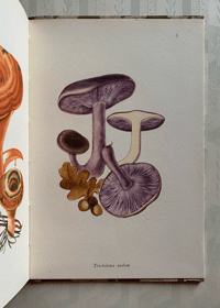 Image 6 of Edible Fungi vintage King Penguin book