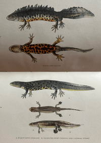 Image 2 of British Reptiles and Amphibia a vintage King Penguin book