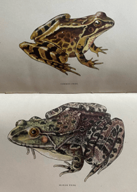 Image 3 of British Reptiles and Amphibia a vintage King Penguin book