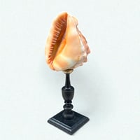 Image 1 of Ancien coquillage Casque rouge conque sur socle en bois tourné fin XIXe -  Cabinet de curiosités
