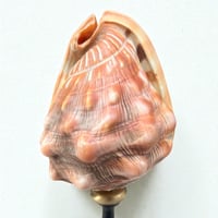 Image 7 of Ancien coquillage Casque rouge conque sur socle en bois tourné fin XIXe -  Cabinet de curiosités