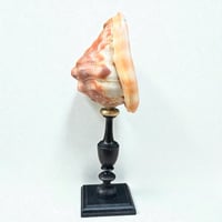 Image 5 of Ancien coquillage Casque rouge conque sur socle en bois tourné fin XIXe -  Cabinet de curiosités