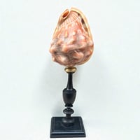 Image 4 of Ancien coquillage Casque rouge conque sur socle en bois tourné fin XIXe -  Cabinet de curiosités