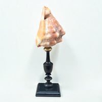 Image 6 of Ancien coquillage Casque rouge conque sur socle en bois tourné fin XIXe -  Cabinet de curiosités