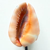 Image 8 of Ancien coquillage Casque rouge conque sur socle en bois tourné fin XIXe -  Cabinet de curiosités