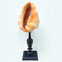 Image 2 of Ancien coquillage Casque rouge conque sur socle en bois tourné fin XIXe -  Cabinet de curiosités